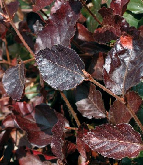 Fagus sylvatica 'Atropunicea'